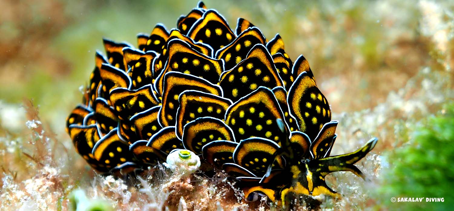 marine biology diving in Nosy Be Madagascar